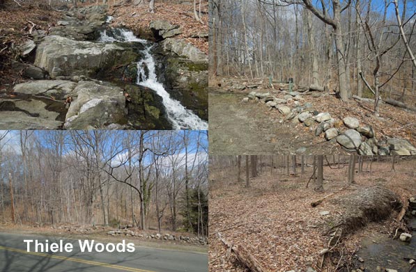 Thiele Woods